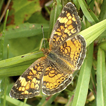 pearl crescent