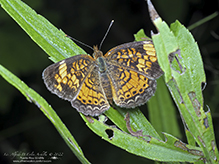 pearl crescent