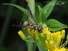 perennial mason wasp