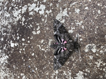 pink-spotted hawkmoth