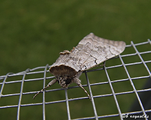 pink underwing