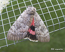 pink underwing