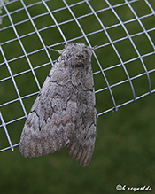 pink underwing