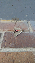 pink underwing