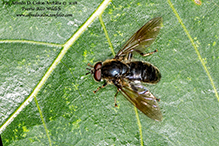 pithead (Pipiza sp.)