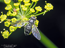 pithead (Pipiza sp.)