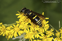 pitted mason wasp