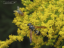 pitted mason wasp