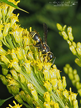 pitted mason wasp