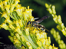 pitted mason wasp