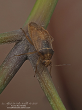 plant bug (Agnocoris rubicundus)