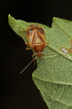 plant bug (Neolygus sp.)