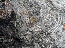 plant bug (Phytocoris tibialis)