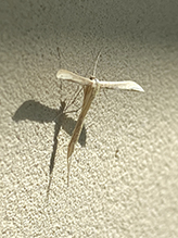 plume moth (Hellinsia glenni)