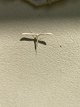 plume moth (Hellinsia glenni)