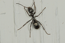 podzol ant
