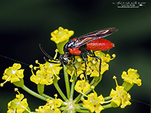 poison ivy sawfly