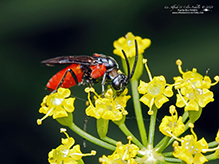 poison ivy sawfly