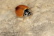 polished lady beetle