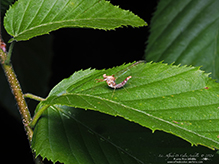 pond olive