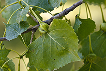 poplar leaf-base gall