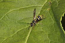 potter or mason wasp (Ancistrocerus sp.)