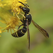 potter or mason wasp (Subfamily Eumeninae)