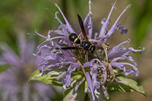potter or mason wasp (Parazumia symmorpha)