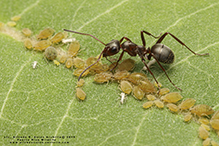 prairie mound ant