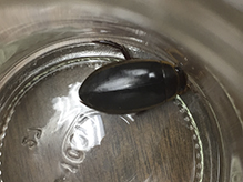 predaceous diving beetle (Dytiscus sp.)