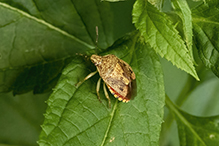 predatory stink bug (Podisus placidus)