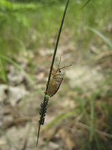 predatory stink bug (Podisus placidus)