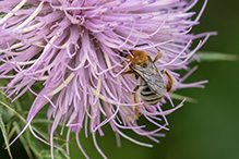 pruinose squash bee