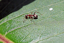 Bi-colored pyramid ant