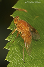 quadrate snipe fly