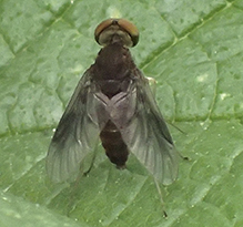 quadrate snipe fly