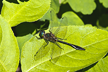 racket-tailed emerald