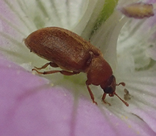 raspberry fruitworm beetle