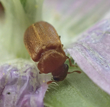 raspberry fruitworm beetle