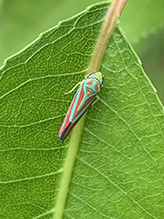 red-banded leafhopper