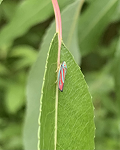red-banded leafhopper