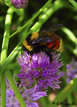 red-belted bumble bee