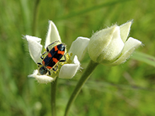 red-blue checkered beetle