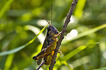 red-legged grasshopper