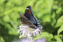 red-spotted purple