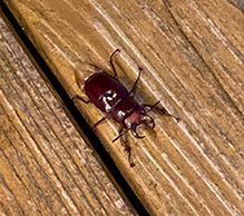 reddish-brown stag beetle