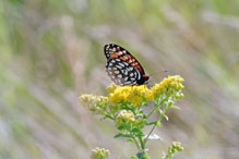 regal fritillary