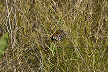 regal fritillary