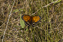 regal fritillary