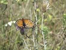 regal fritillary